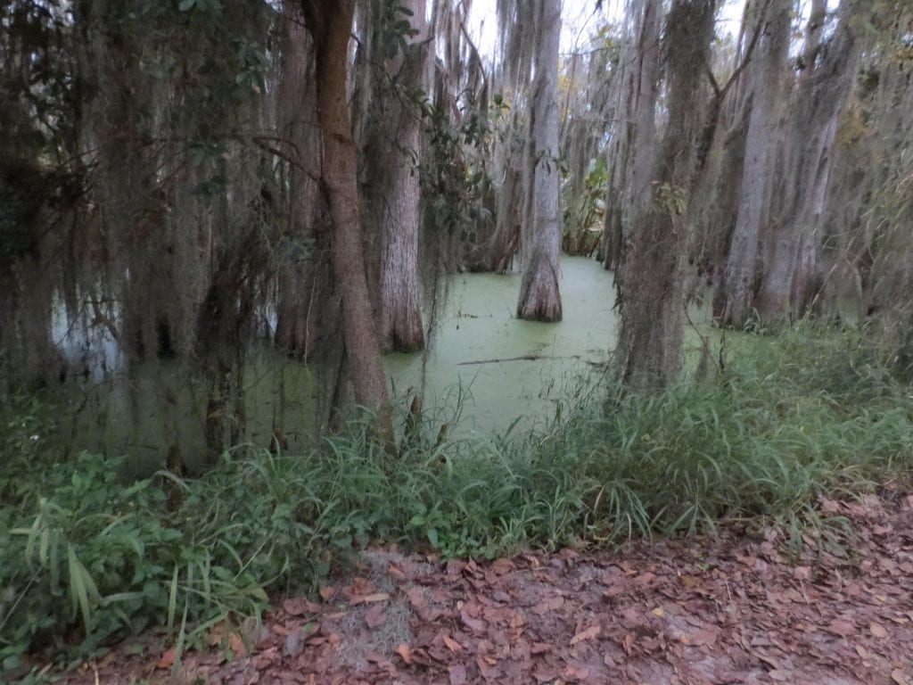 How hateful it is, this sickening swamp;
Deep within lurking there gators to chomp-
Algae so ugly with wide trunkeded trees;
Hope there's some beauty that nobody sees.