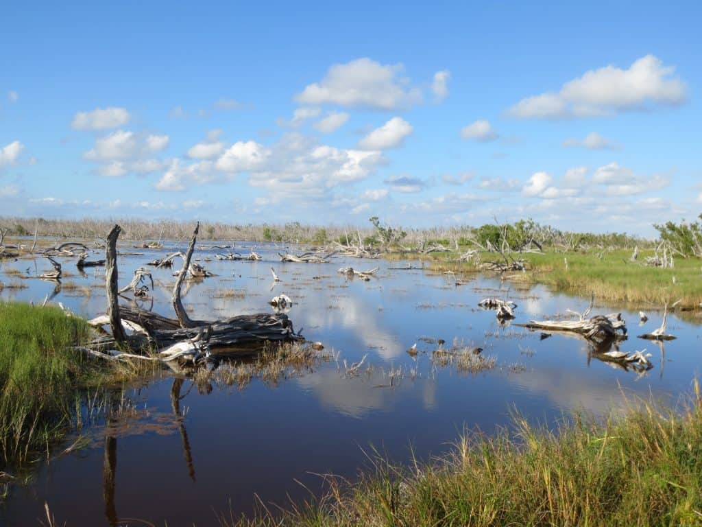 Icky bog with swamp-grass and dead, rotting trees;
 This gorgeous vista will make you fall down on your knees.