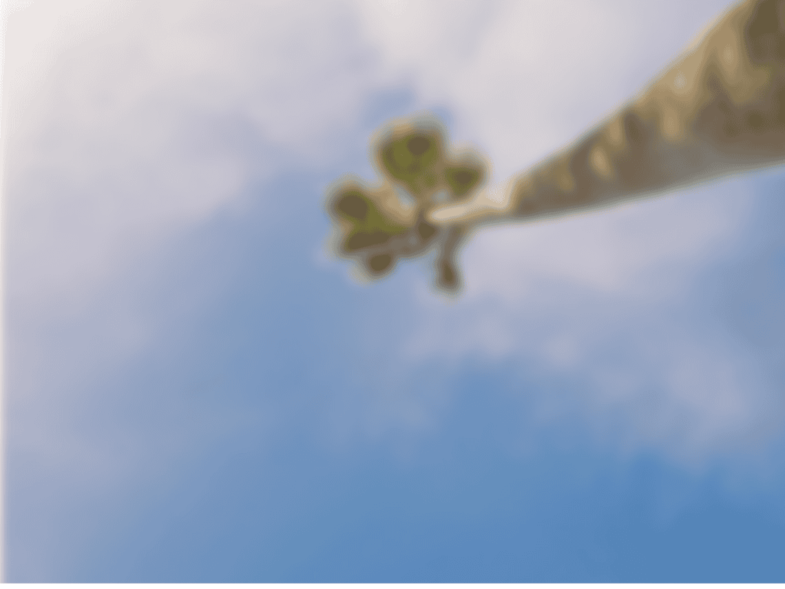 PALM TREE IN FRONT OF SKIES HOW COOL HOW DRAMATIC HOW EFFECTIVE OH YES OH YES OH YES