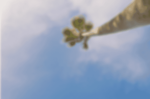 PALM TREE IN FRONT OF SKIES HOW COOL HOW DRAMATIC HOW EFFECTIVE OH YES OH YES OH YES