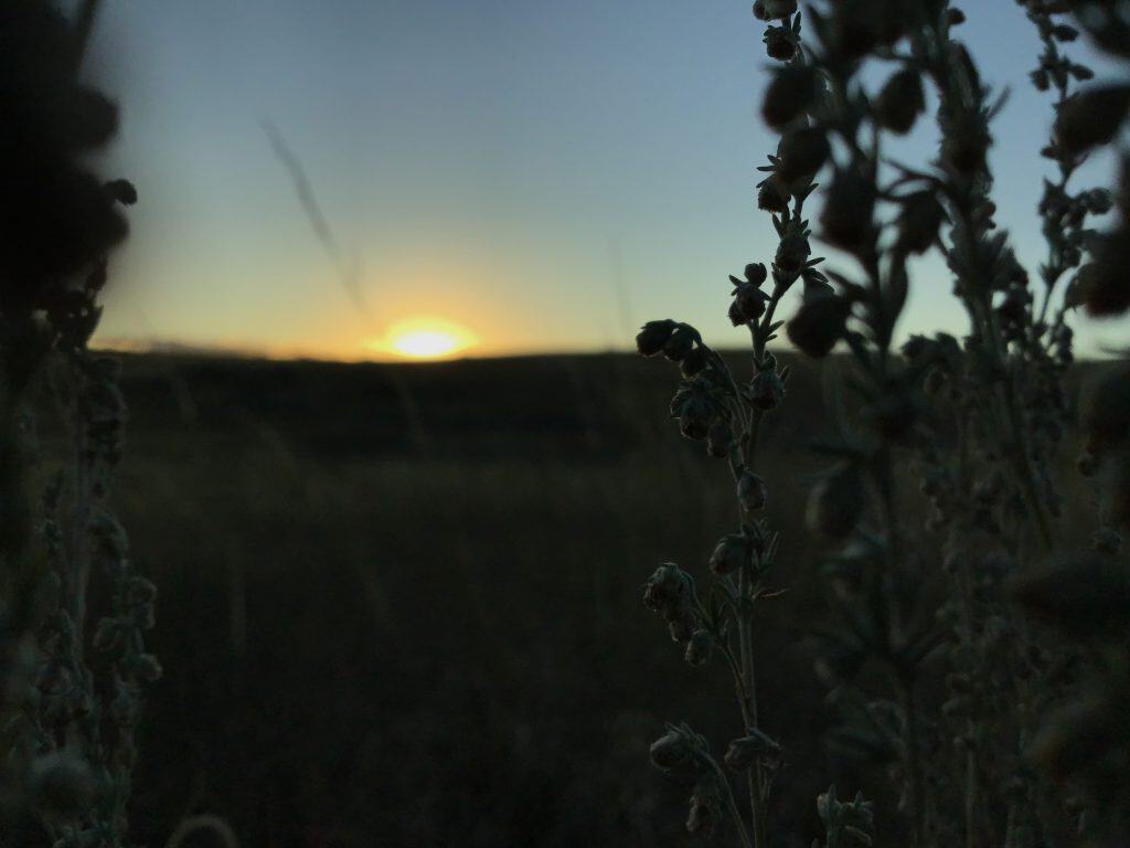 flower silhouette against prairie sunset